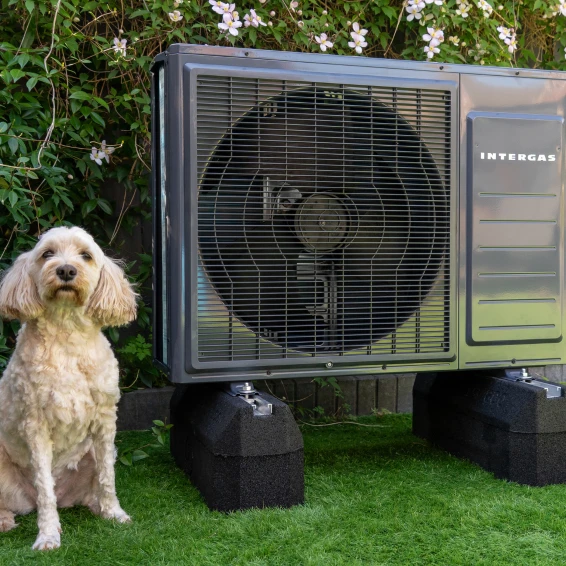 Doodle hond in de tuin naast warmtepomp